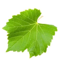 Grape leaf extract