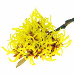 Witch hazel extract