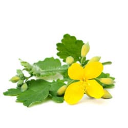St. John's wort extract