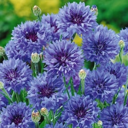 Organic Knapweed Water