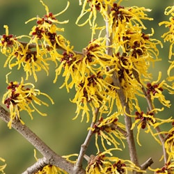 Organic Hamamelis water