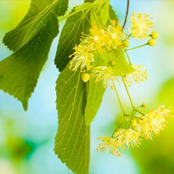 Organic common thyme water