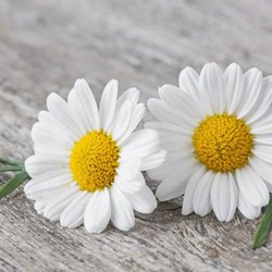 Chamomile water from deuterium-reduced water