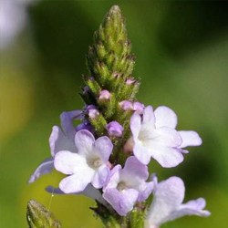 Vervain water