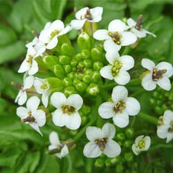 Watercress extract