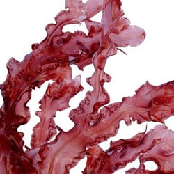 Red algae extract
