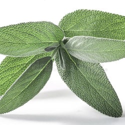Organic Sage extract